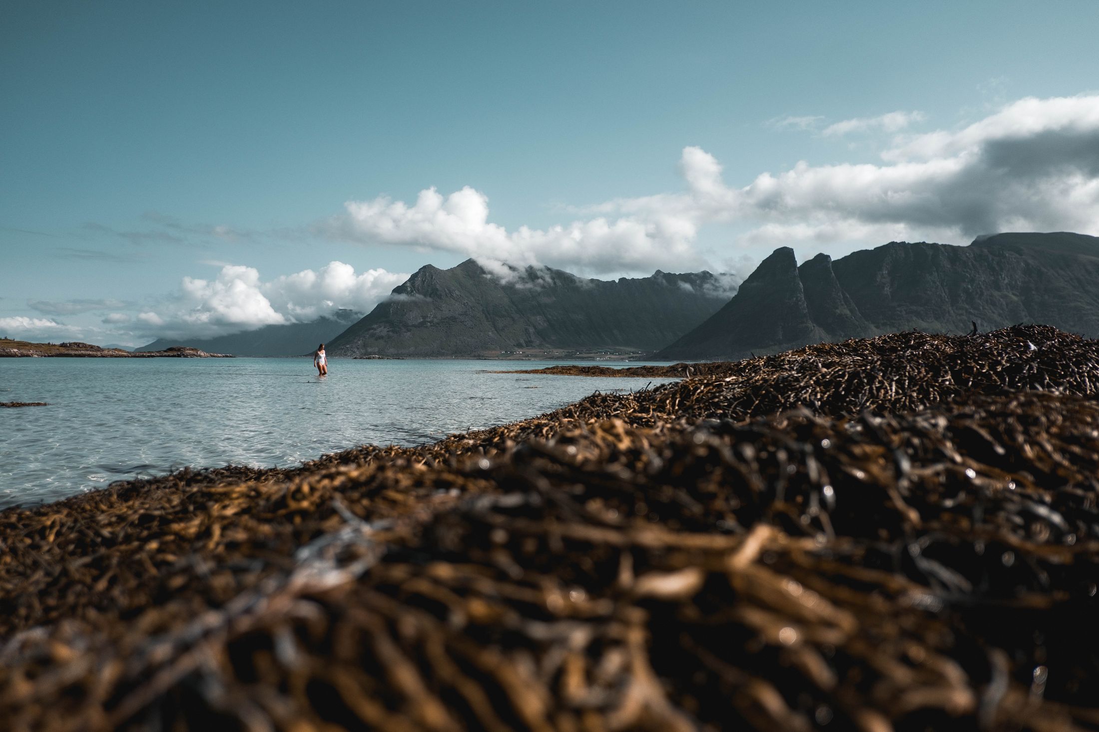 Seaweed along a Norwegian coastline.